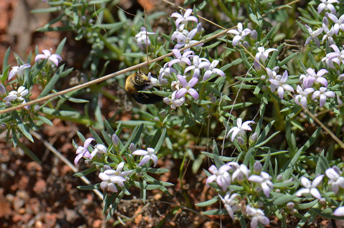 Pygmy Bluet is native to Arizona, New Mexico and Texas. It has white or pinkish flowers that attract native bees. Houstonia wrightii